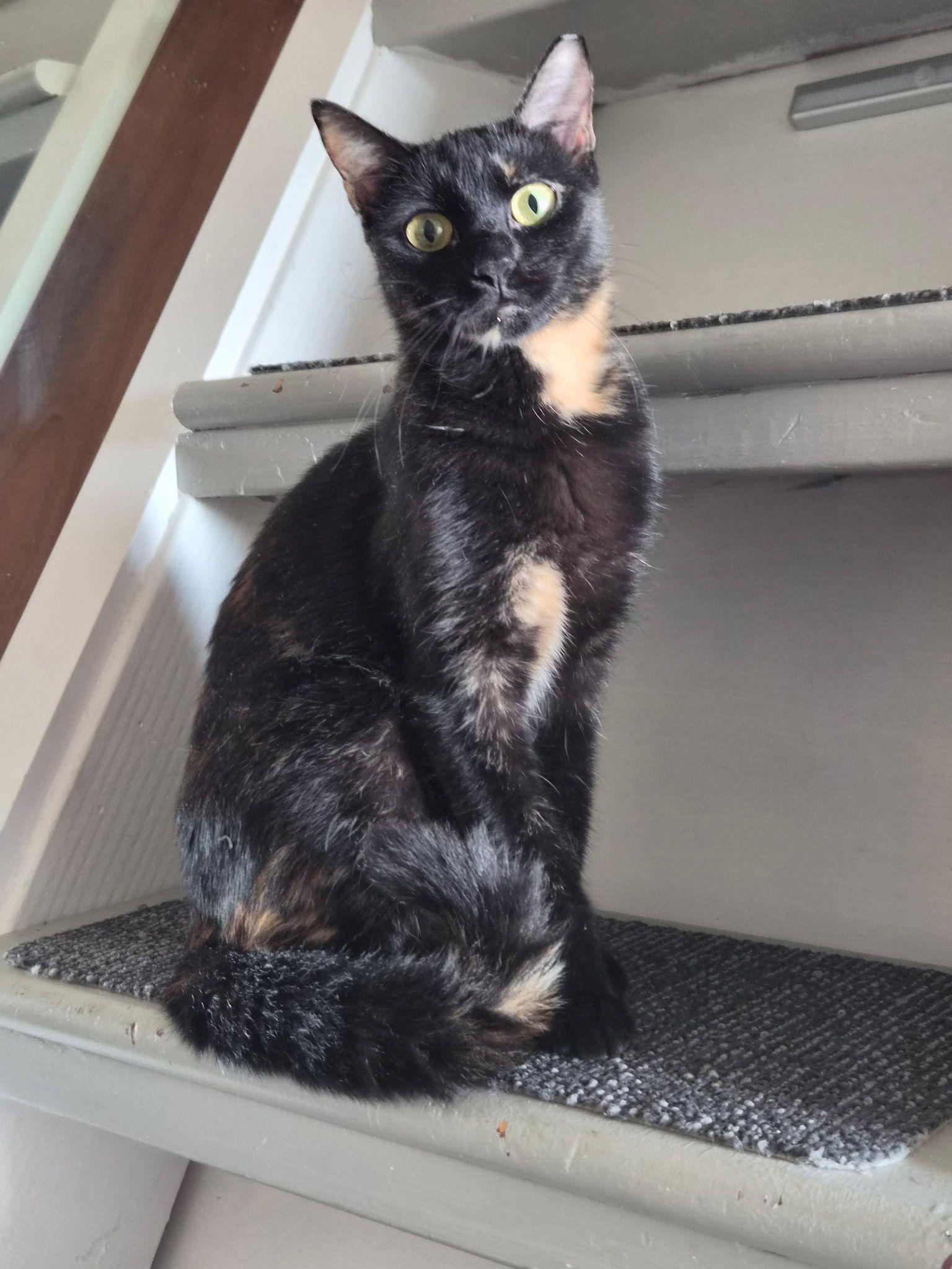 Egypt, a Adoptable Domestic Short Hair in Jersey City, NJ image 5/6