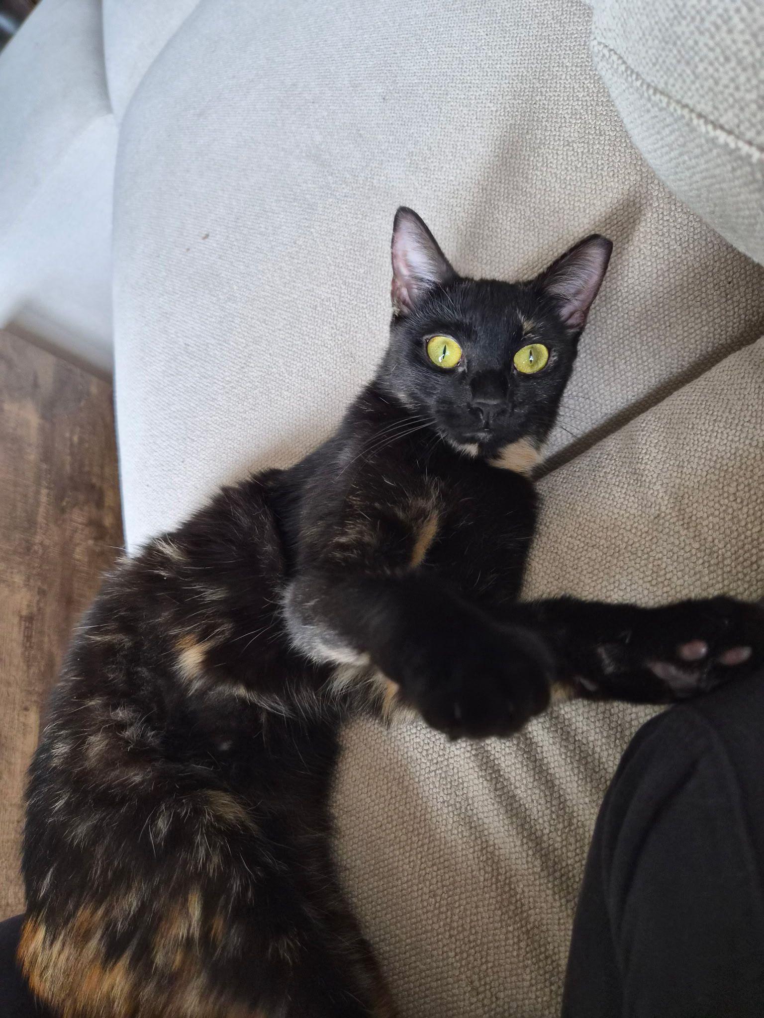 Egypt, a Adoptable Domestic Short Hair in Jersey City, NJ image 6/6