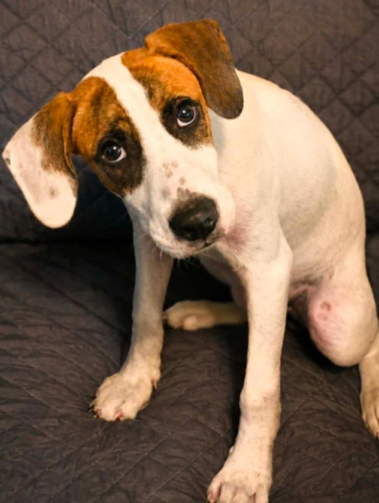 Enlarge Napa Dapa Duey, a Adoptable mixed breed in El Dorado, AR image 1/1