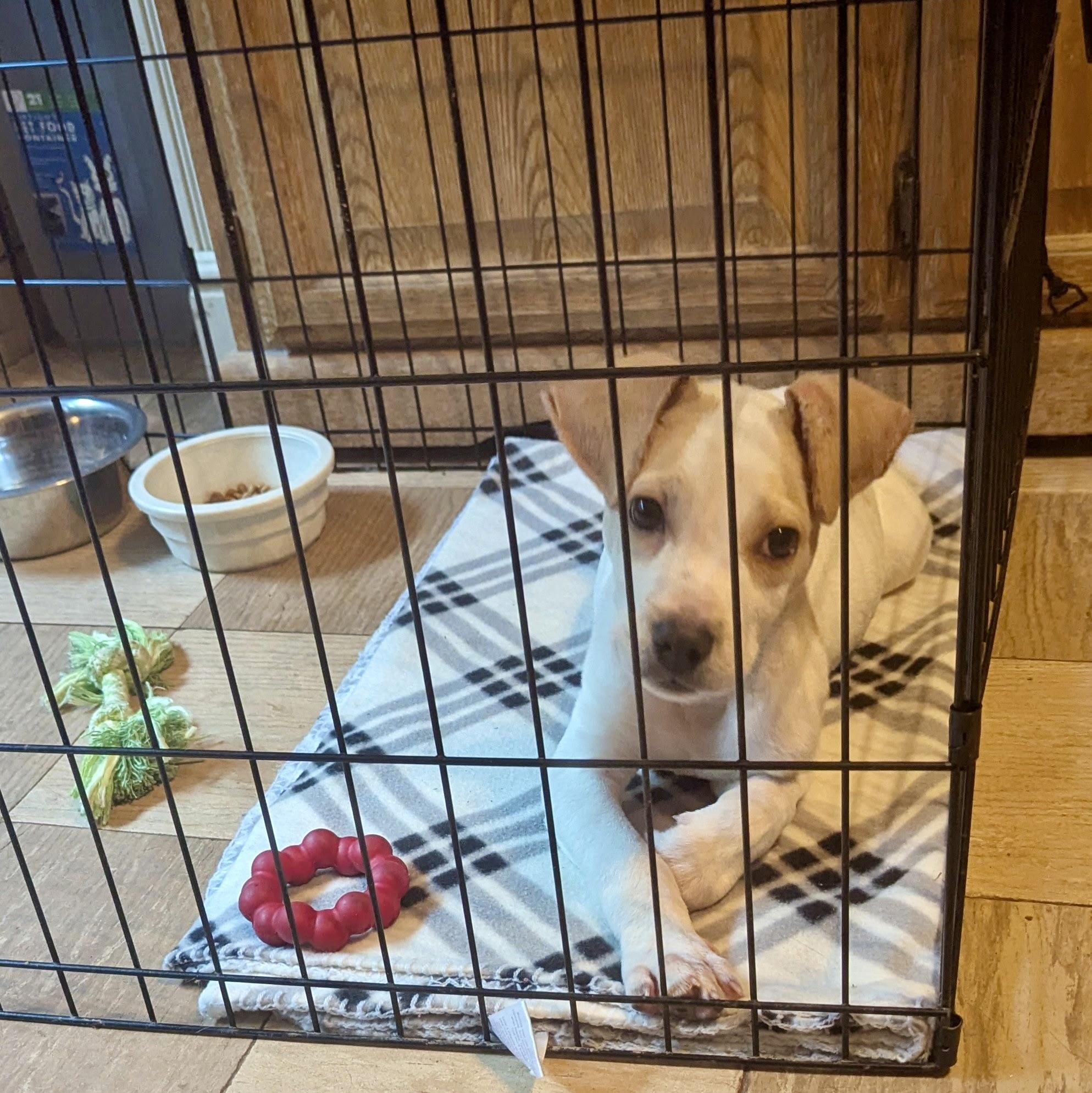Enlarge Jupiter, an adopted mixed breed in Paramus, NJ image 6/6