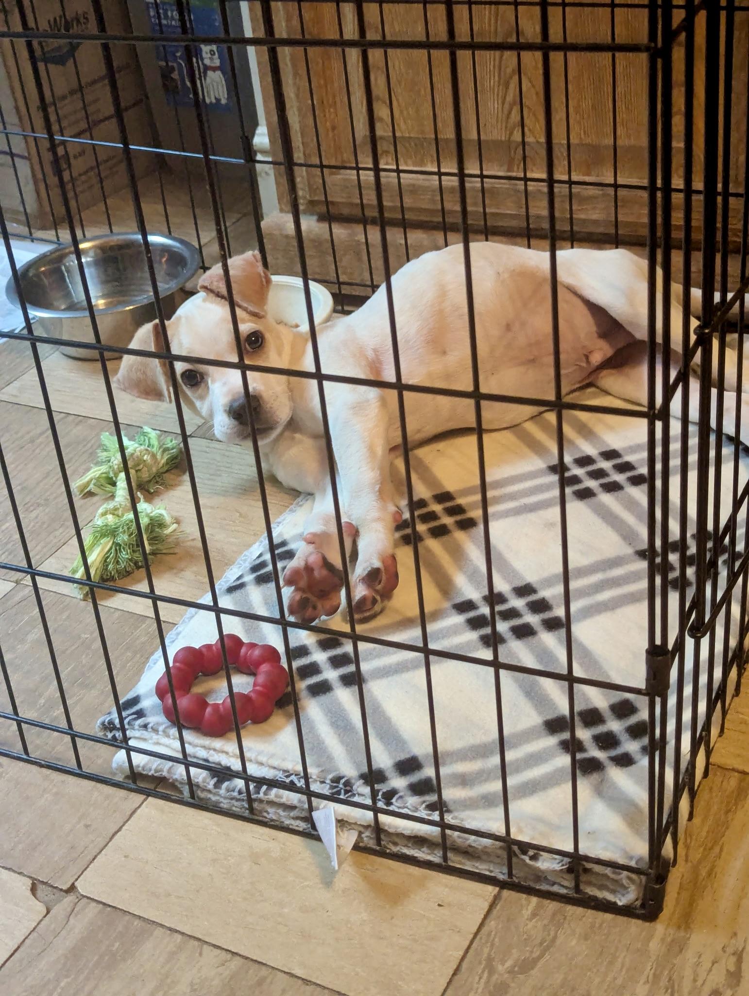 Enlarge Jupiter, an adopted mixed breed in Paramus, NJ image 5/6