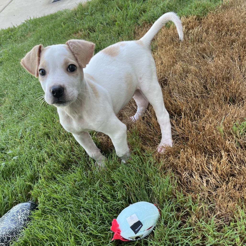 Enlarge Jupiter, an adopted mixed breed in Paramus, NJ image 3/6