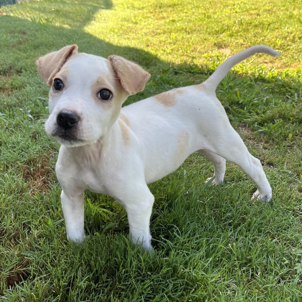Jupiter, adopted, Puppy Male Terrier & Hound.
