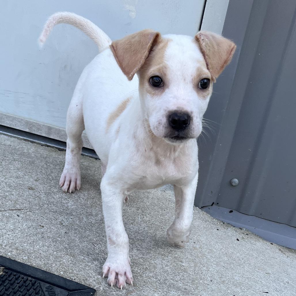 Enlarge Jupiter, an adopted mixed breed in Paramus, NJ image 4/6