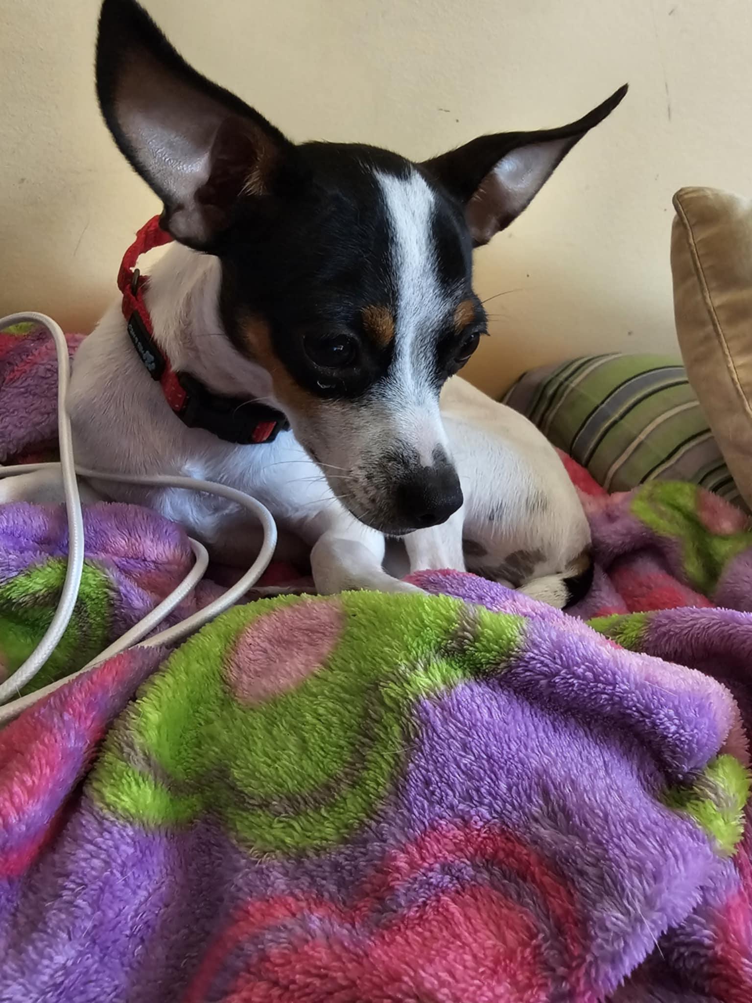 Daisy thumbnail 3