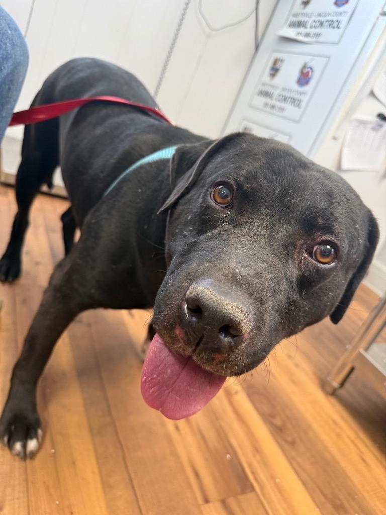 Tom, Adoptable, Adult Male Staffordshire Bull Terrier & Labrador Retriever.