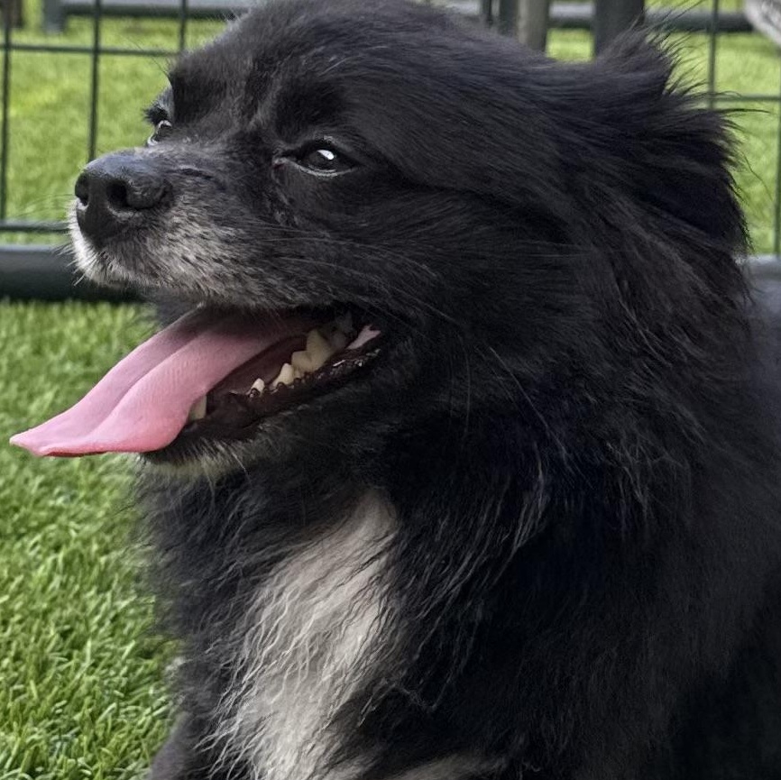 Enlarge Koda, a Adoptable mixed breed in Anderson, SC image 6/6