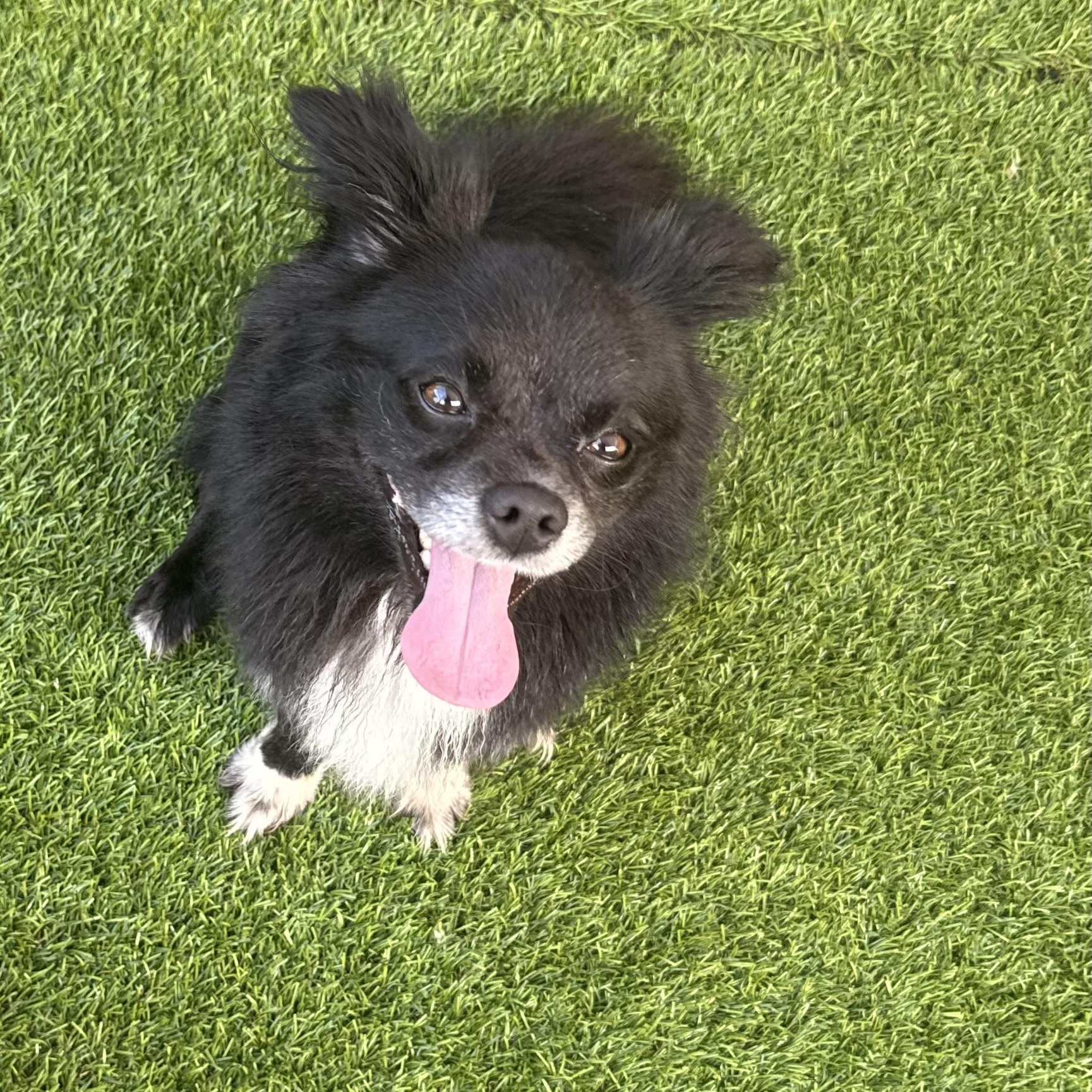 Enlarge Koda, a Adoptable mixed breed in Anderson, SC image 3/6