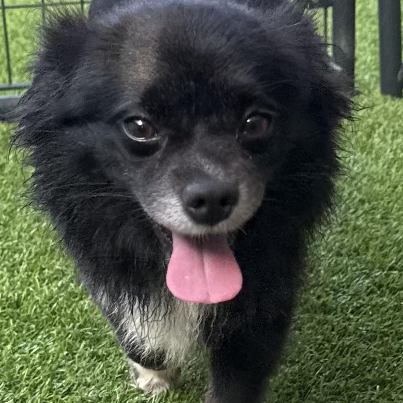 Koda, Adoptable, Adult Male Pekingese & Chihuahua.