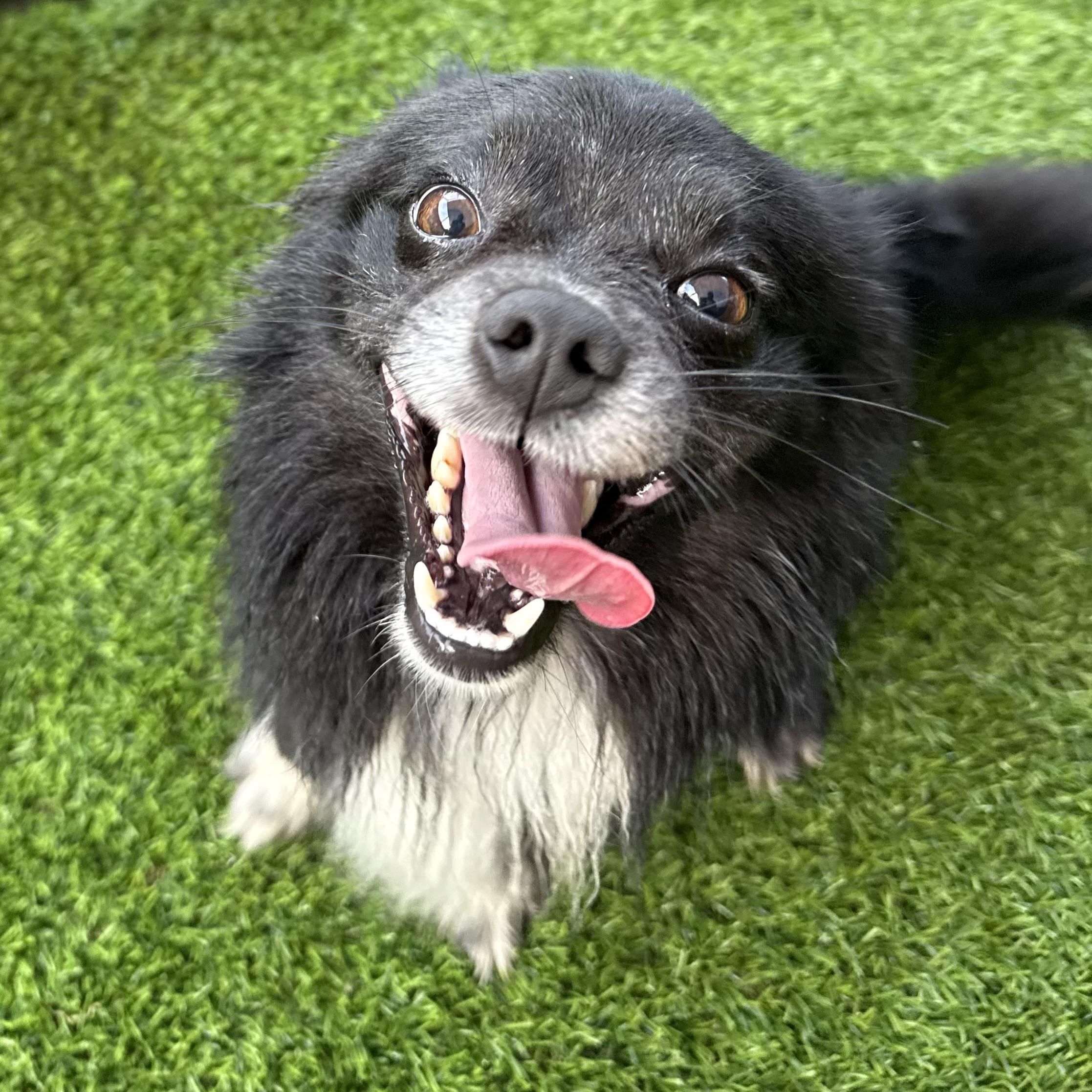 Enlarge Koda, a Adoptable mixed breed in Anderson, SC image 2/6