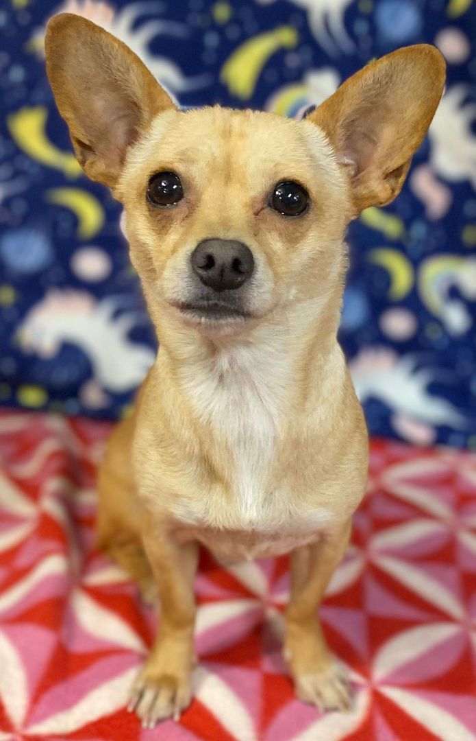 Cha cha, Adoptable, Puppy Female Chihuahua.