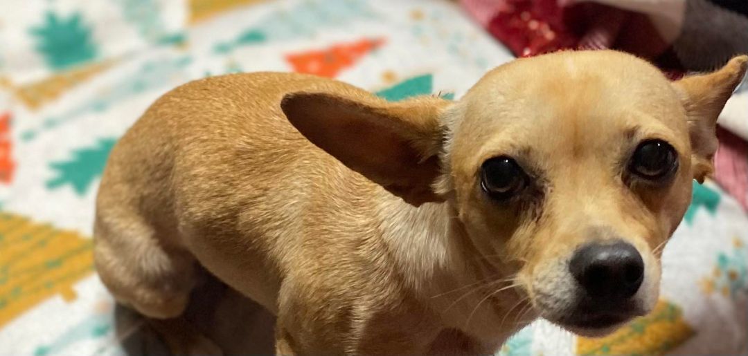 Cha cha, a Adoptable Chihuahua in Parsippany, NJ image 2/6