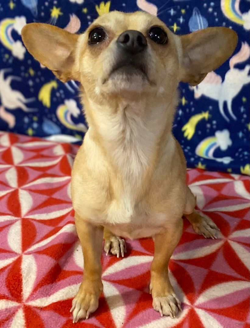 Cha cha, a Adoptable Chihuahua in Parsippany, NJ image 3/6