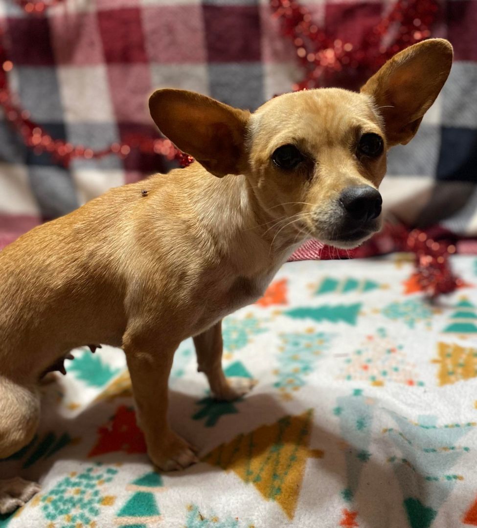 Cha cha, a Adoptable Chihuahua in Parsippany, NJ image 4/6