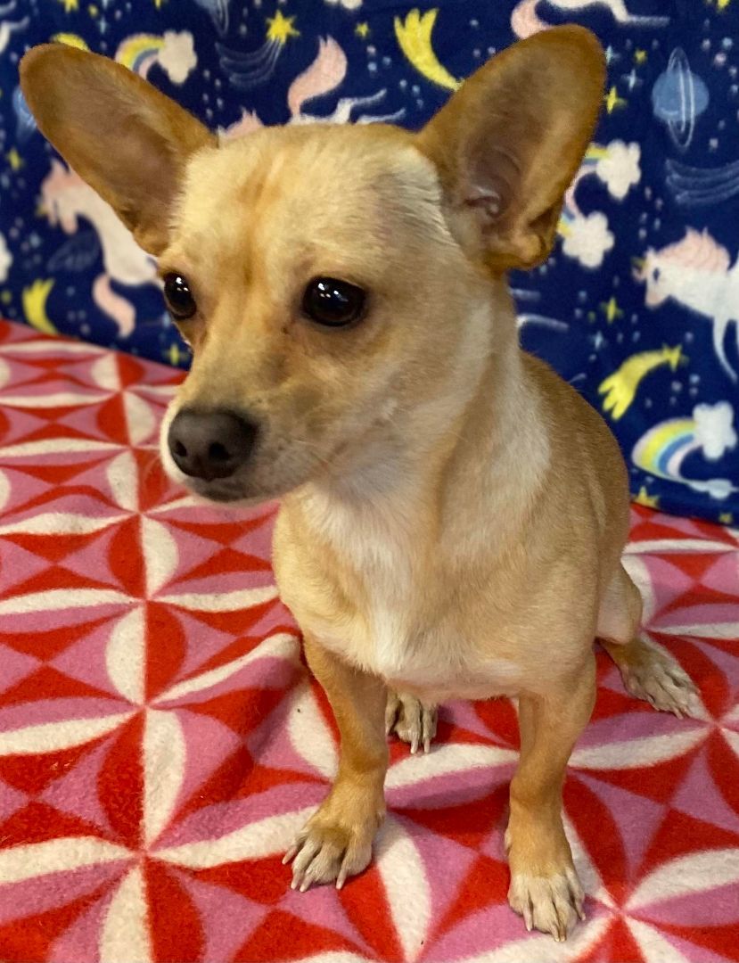 Cha cha, a Adoptable Chihuahua in Parsippany, NJ image 5/6