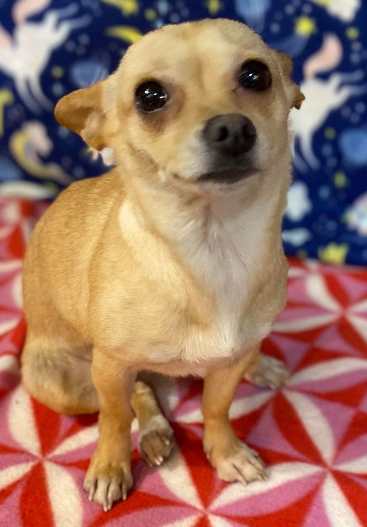 Cha cha, a Adoptable Chihuahua in Parsippany, NJ image 6/6