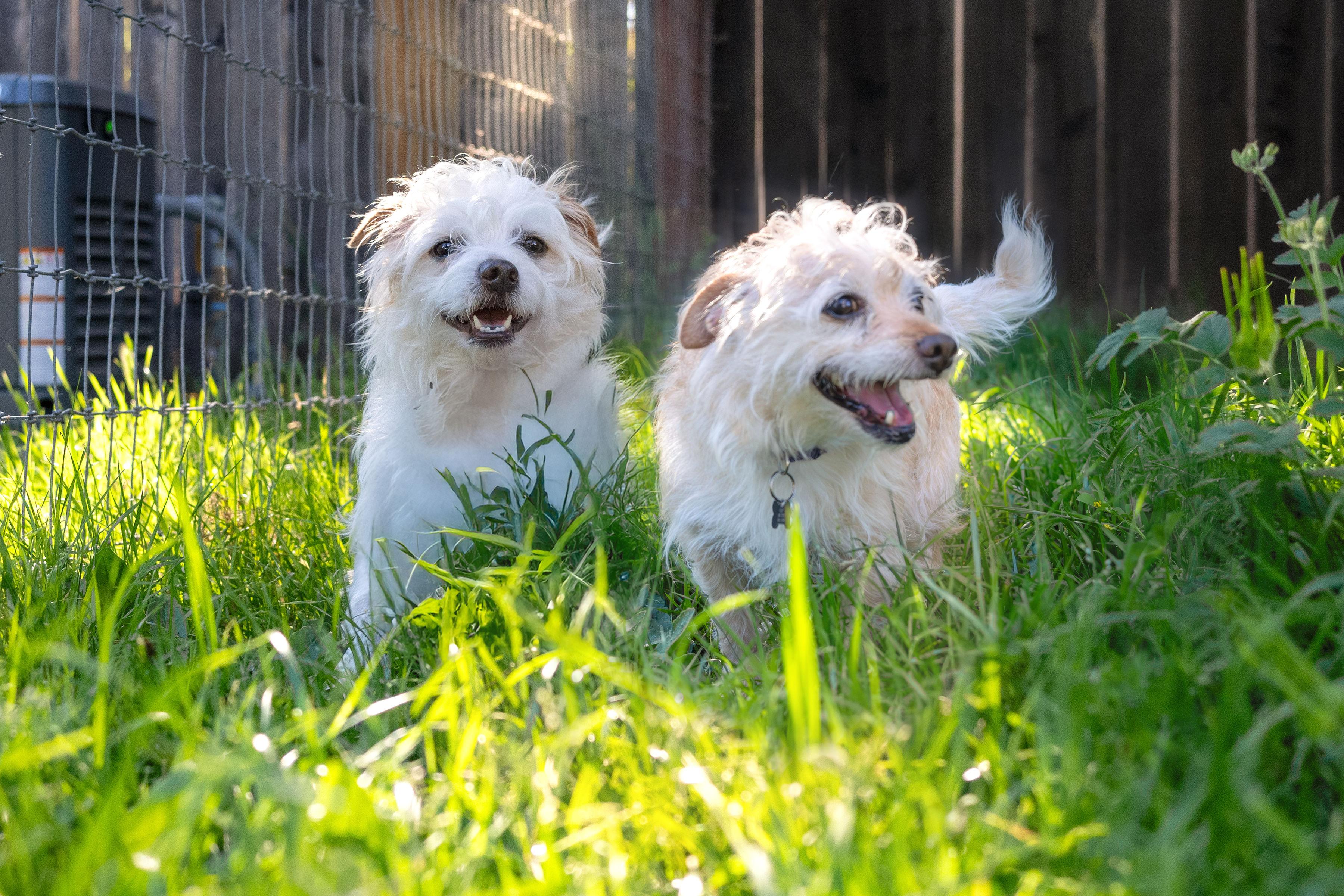 Enlarge Mango & Noodle, an adoptable mixed breed in Santa Rosa, CA image 5/6