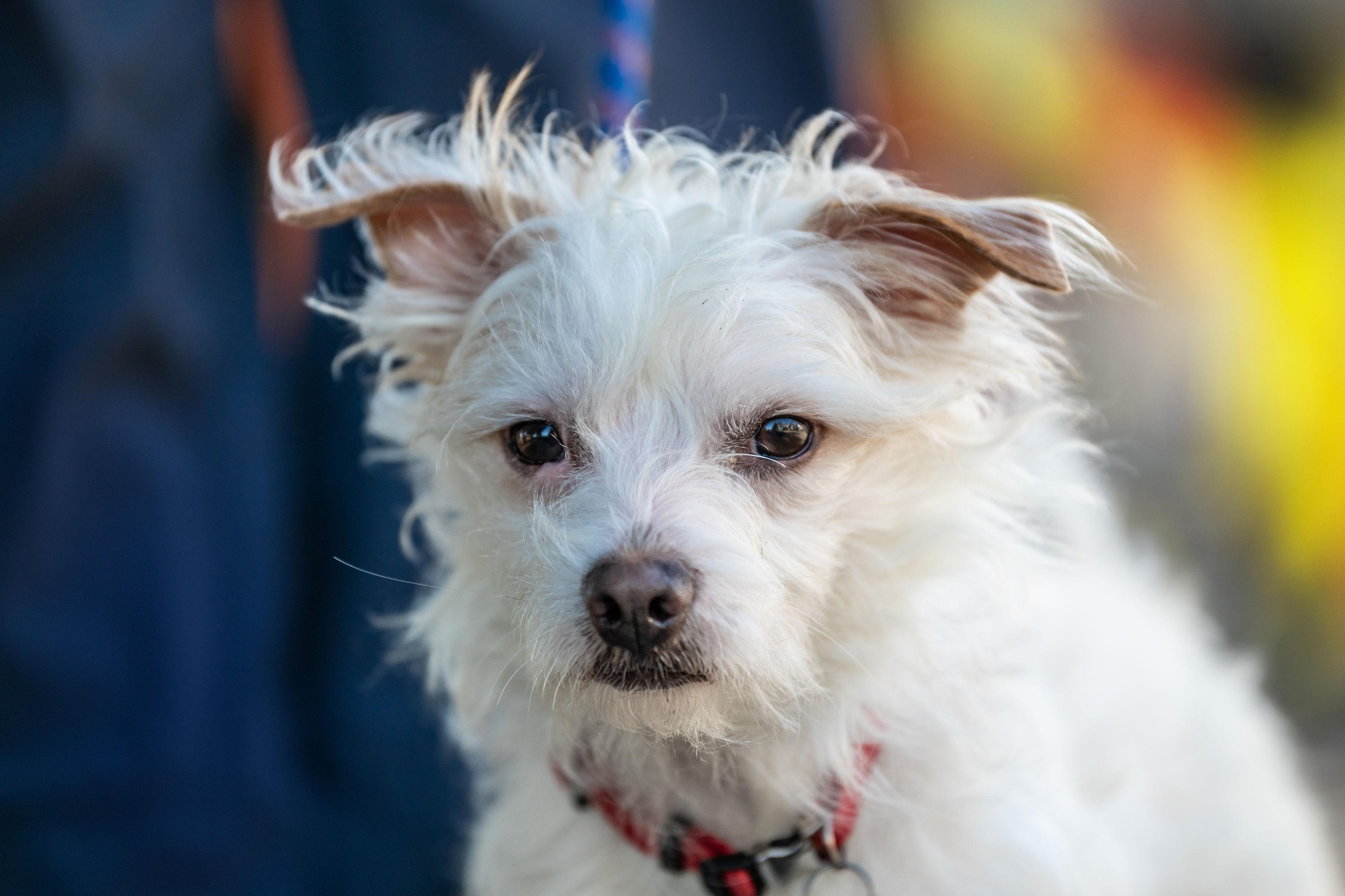 Noodle, ADOPTABLE, Adult Male Terrier.