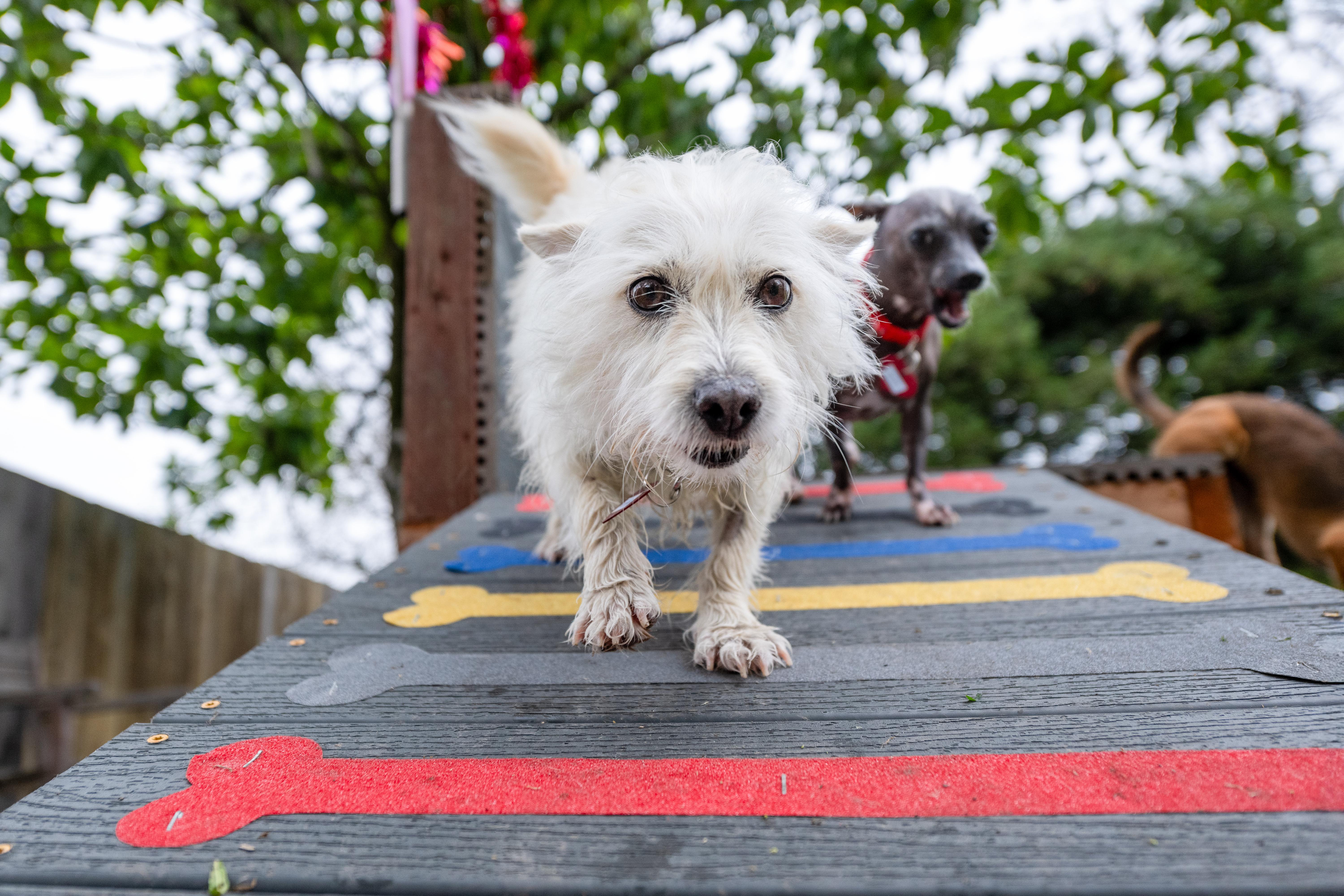 Enlarge Noodle, an adoptable mixed breed in Santa Rosa, CA image 1/6