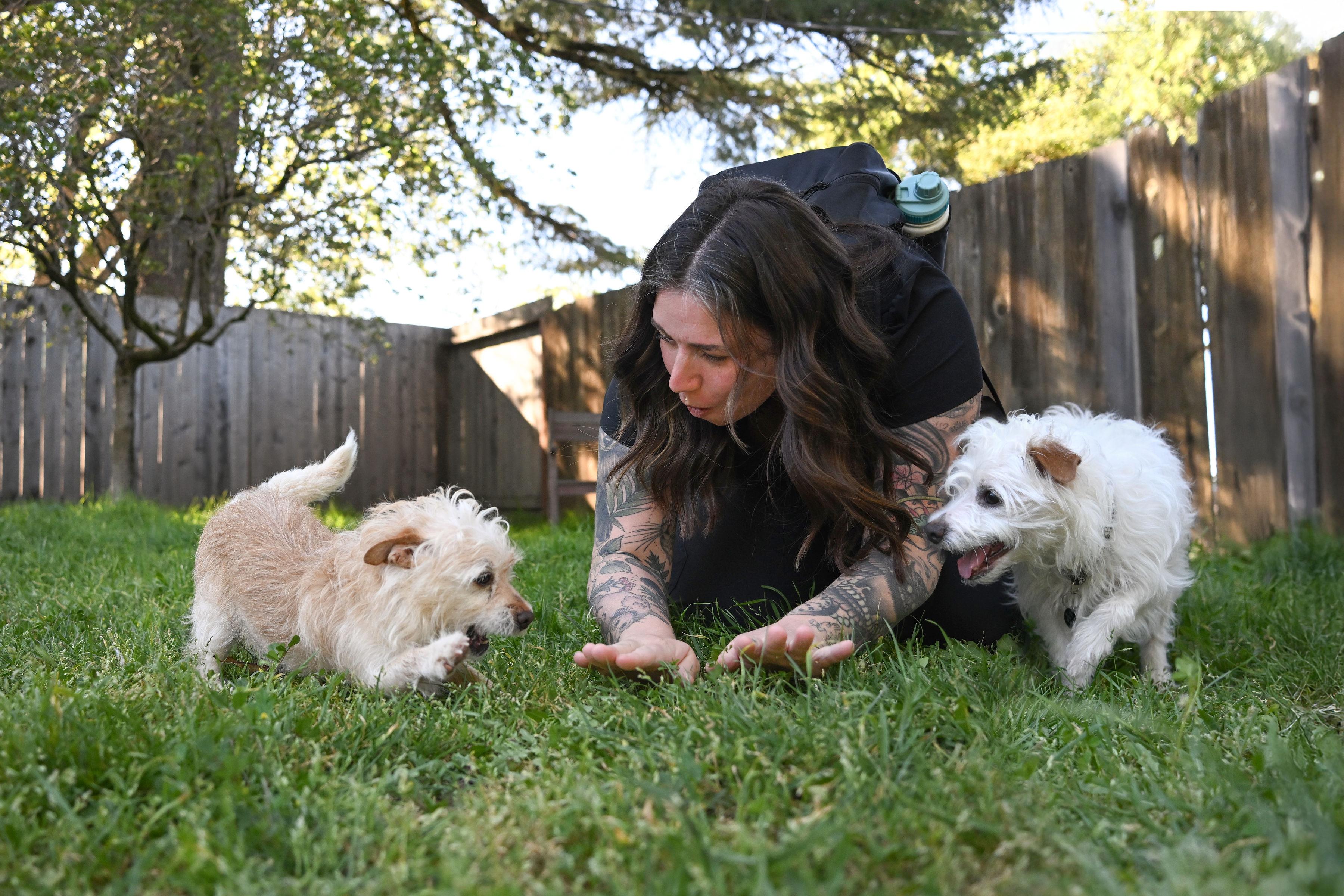 Enlarge Noodle, an adoptable mixed breed in Santa Rosa, CA image 6/6