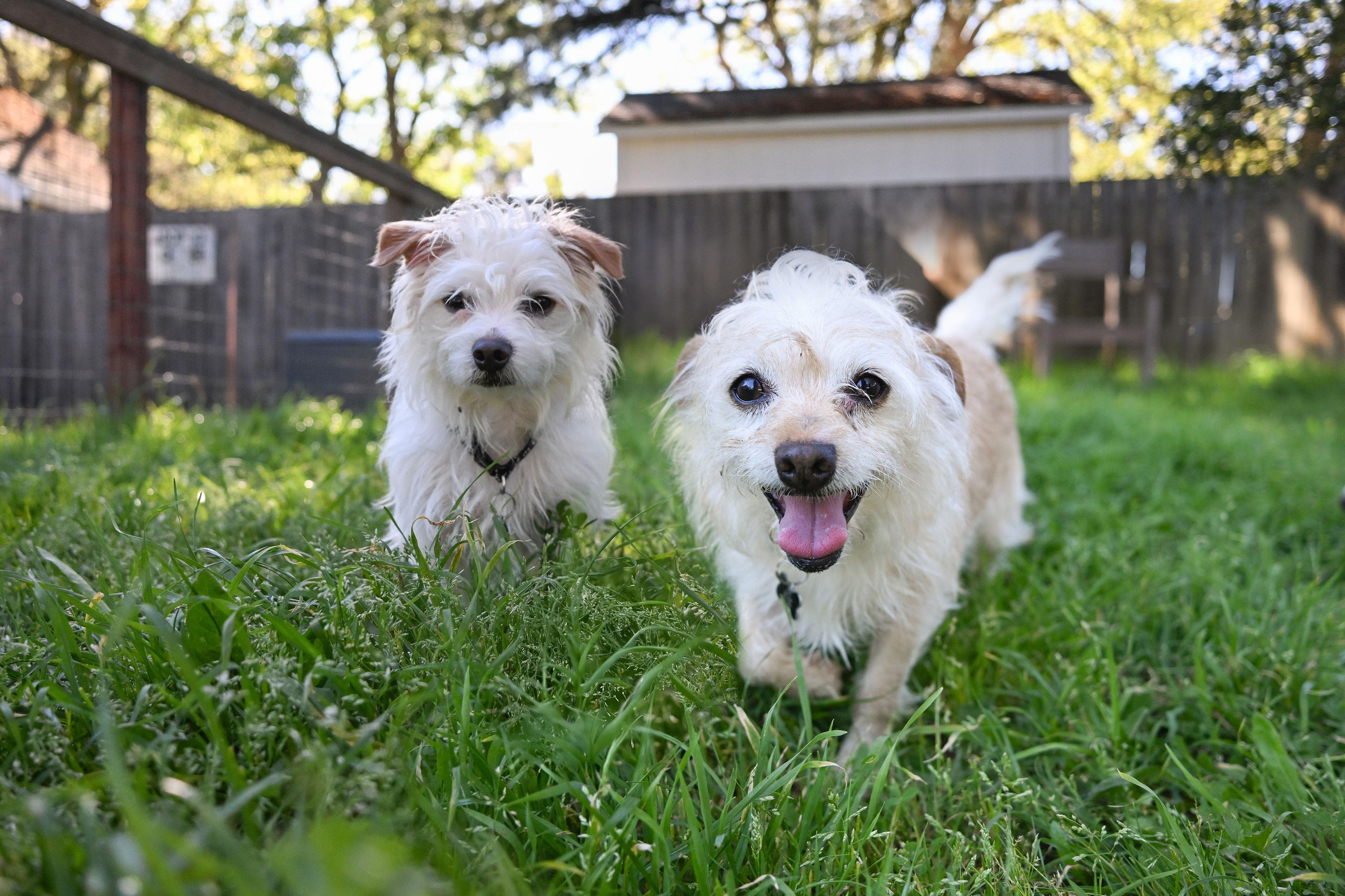 Mango & Noodle, adoptable, Adult Male Terrier.