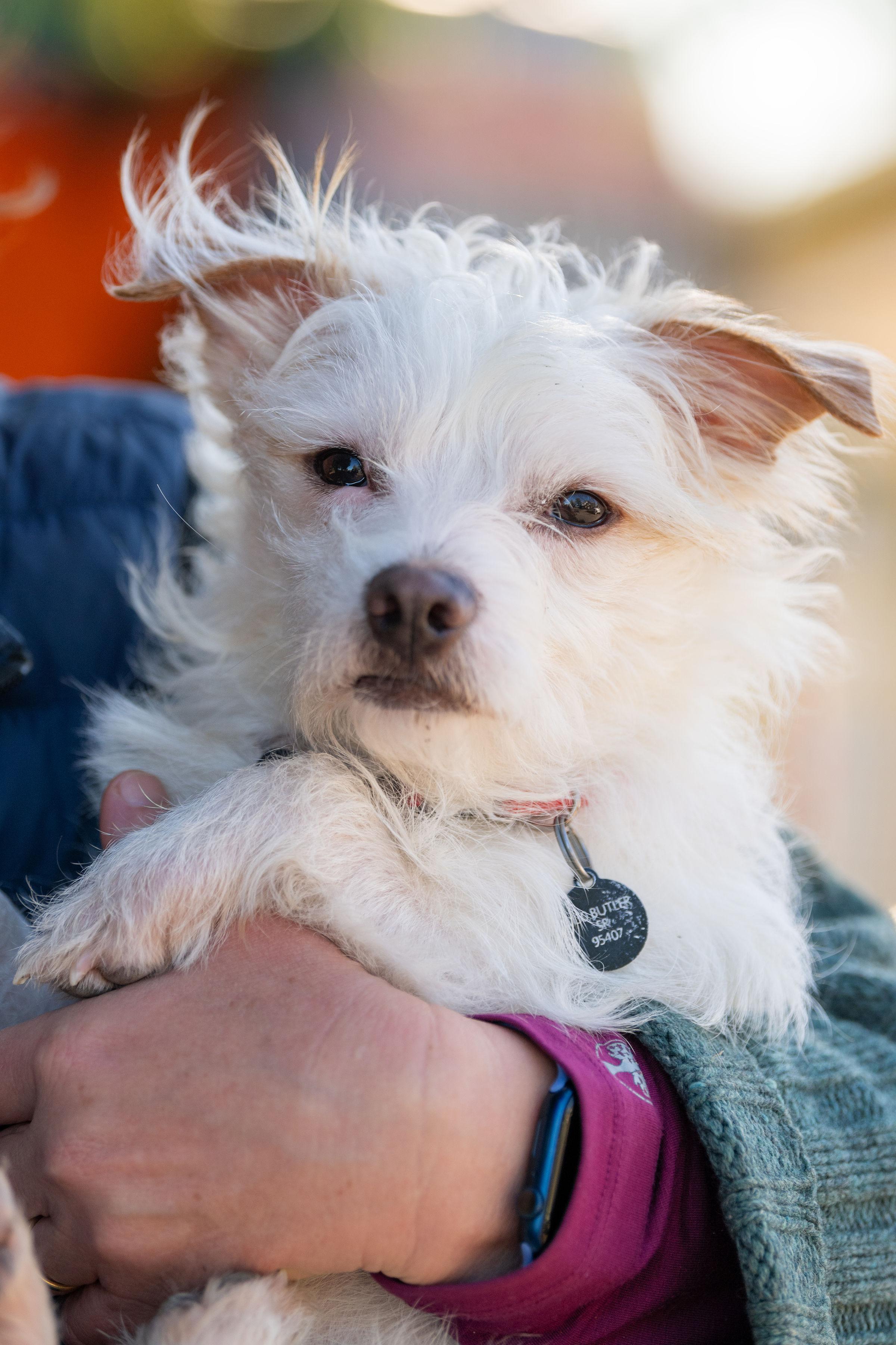 Enlarge Noodle, a ADOPTABLE mixed breed in Santa Rosa, CA image 3/3