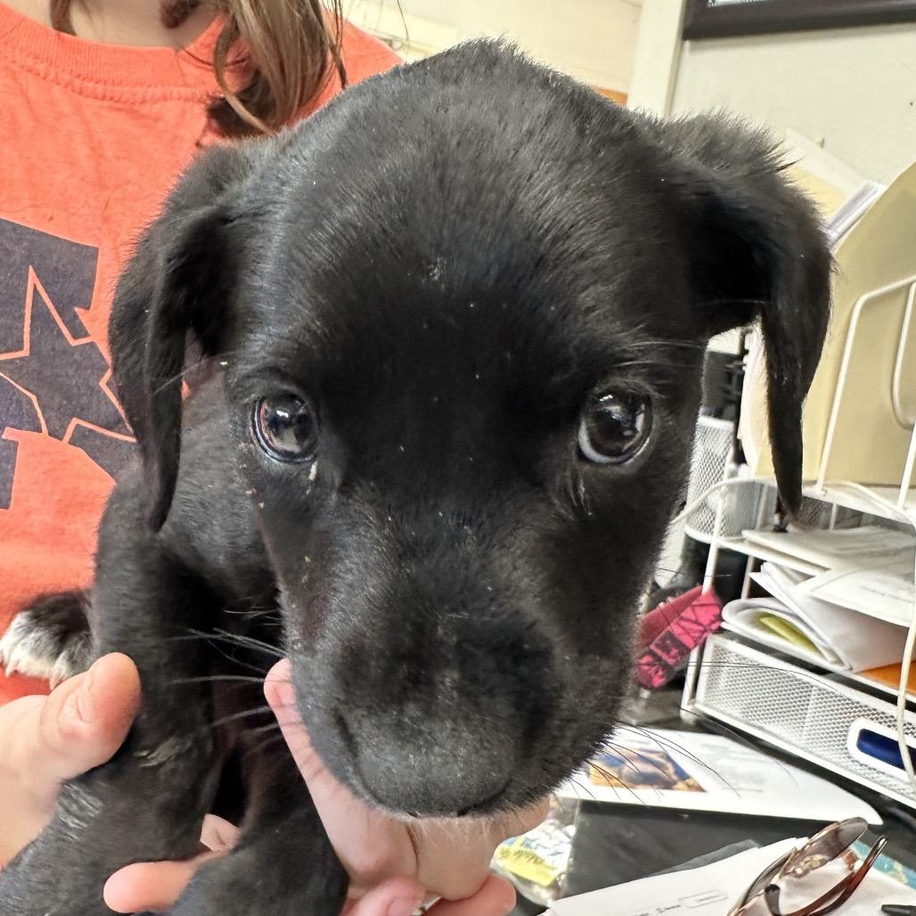 Chief, a Adoptable Labrador Retriever in Jacksonville, AR image 1/2