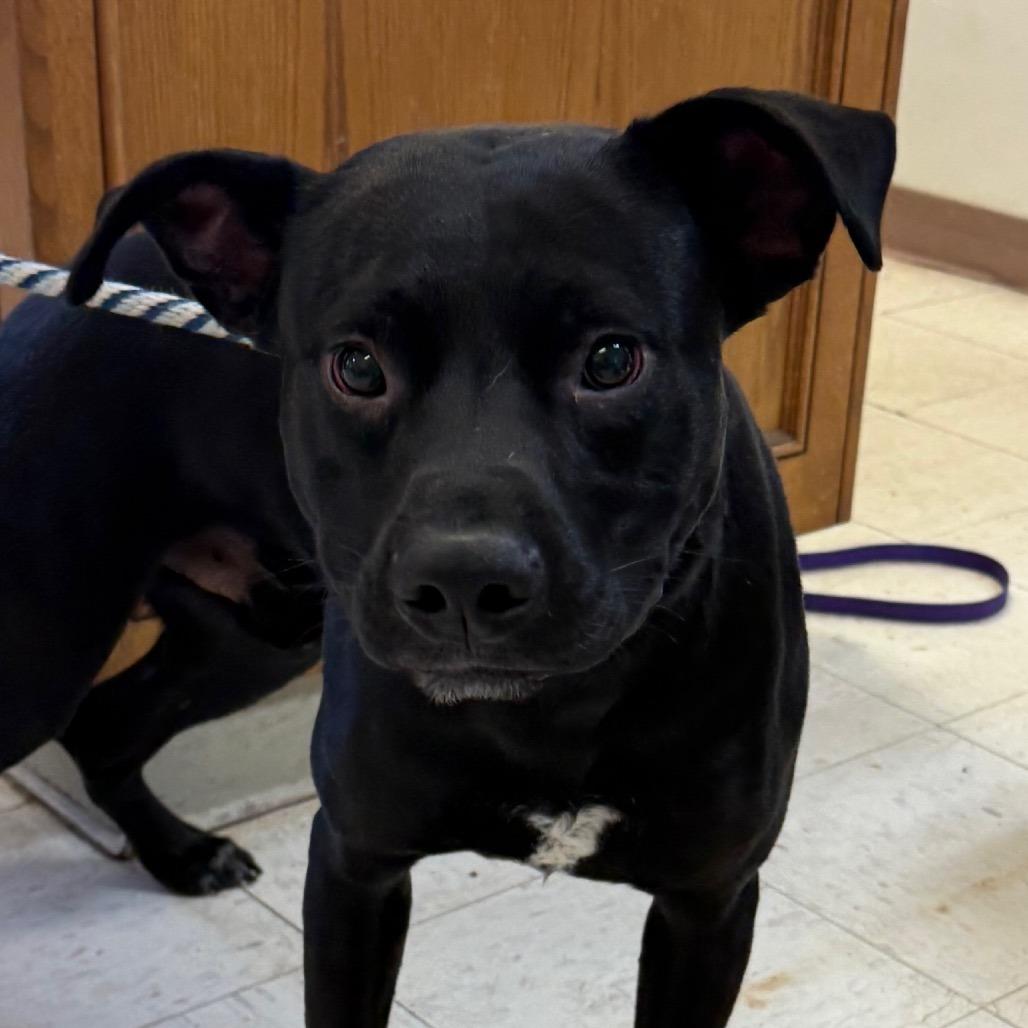 Chief, a Adoptable Labrador Retriever in Jacksonville, AR image 2/2