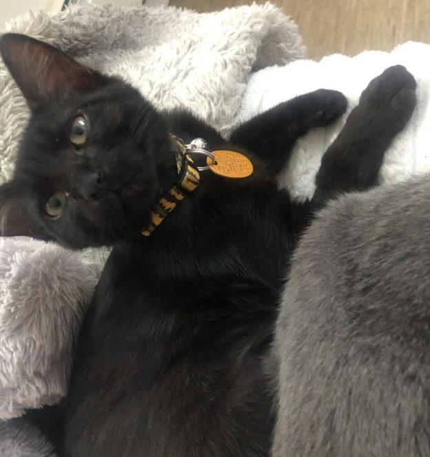 Blackie and Gray, adopted, Kitten Female Domestic Short Hair.