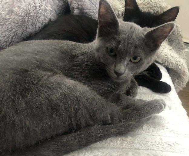 Blackie and Gray, an adopted Domestic Short Hair in Anchorage, AK image 2/2