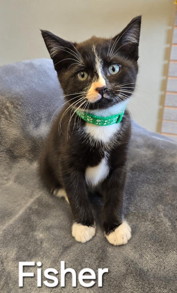 Enlarge Fisher, a Adopted mixed breed in Sidney, OH image 1/1