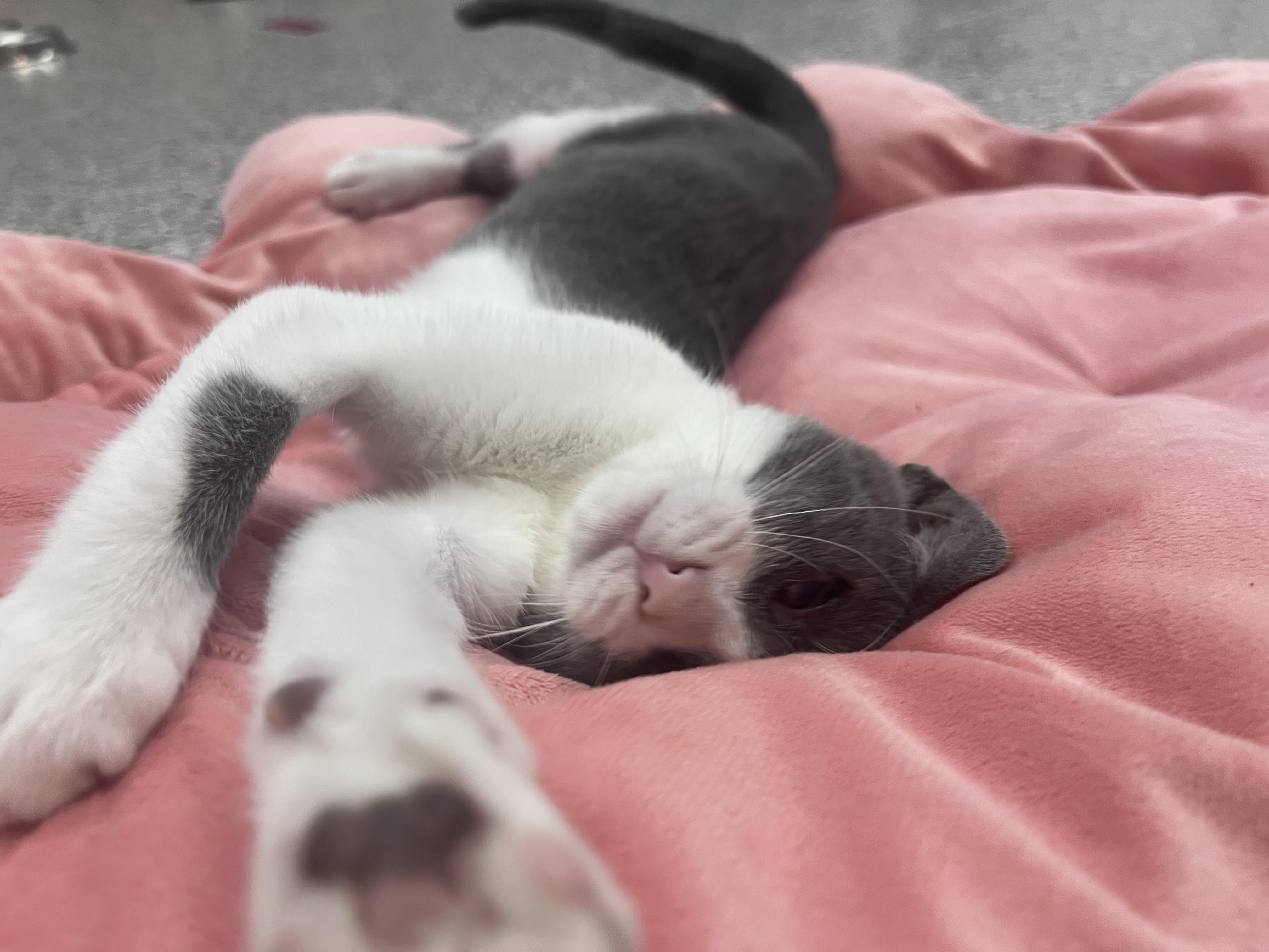 Enlarge Anchovy, a Adoptable mixed breed in Xenia, OH image 1/5
