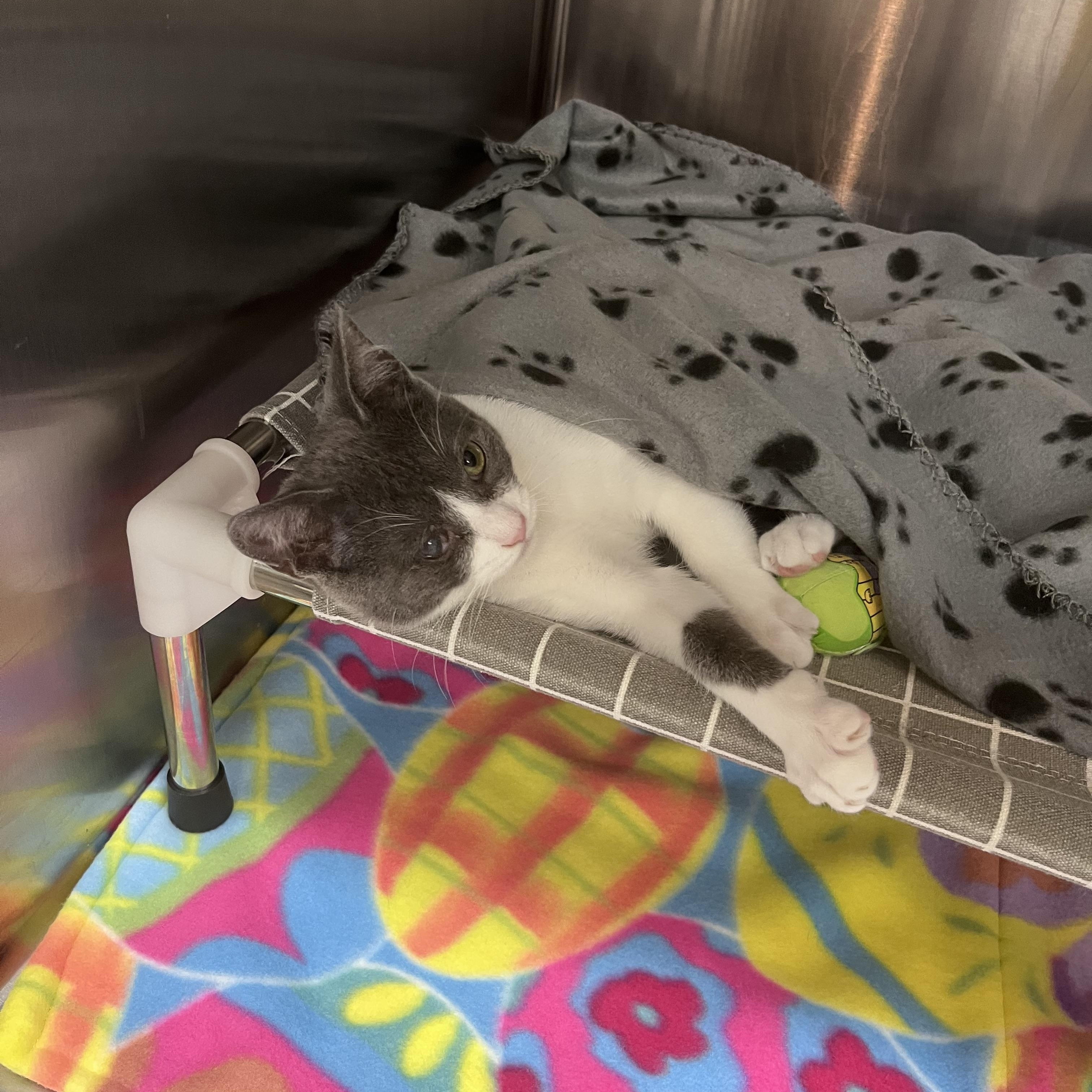 Enlarge Anchovy, a Adoptable mixed breed in Xenia, OH image 3/5