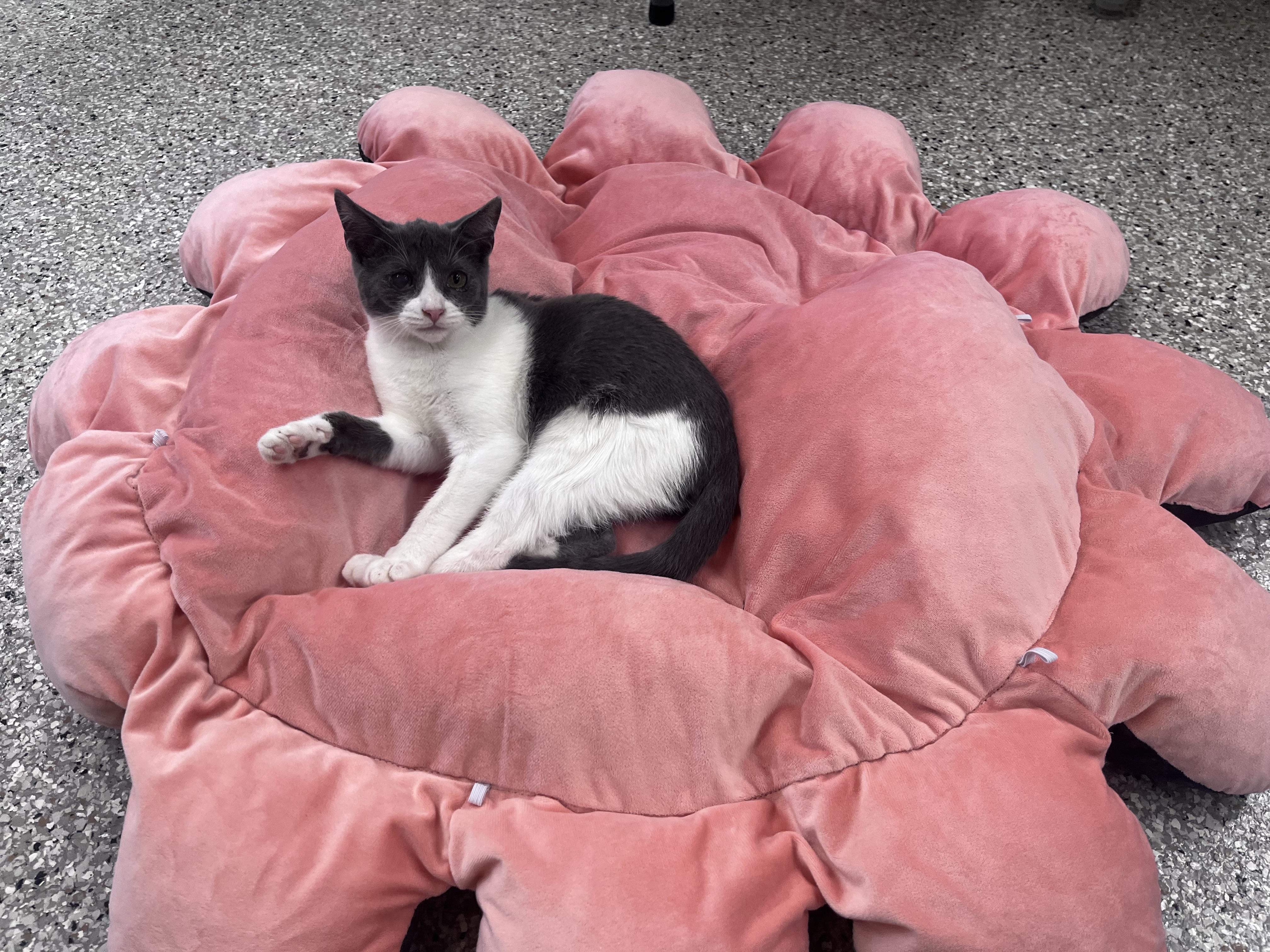 Enlarge Anchovy, a Adoptable mixed breed in Xenia, OH image 4/5