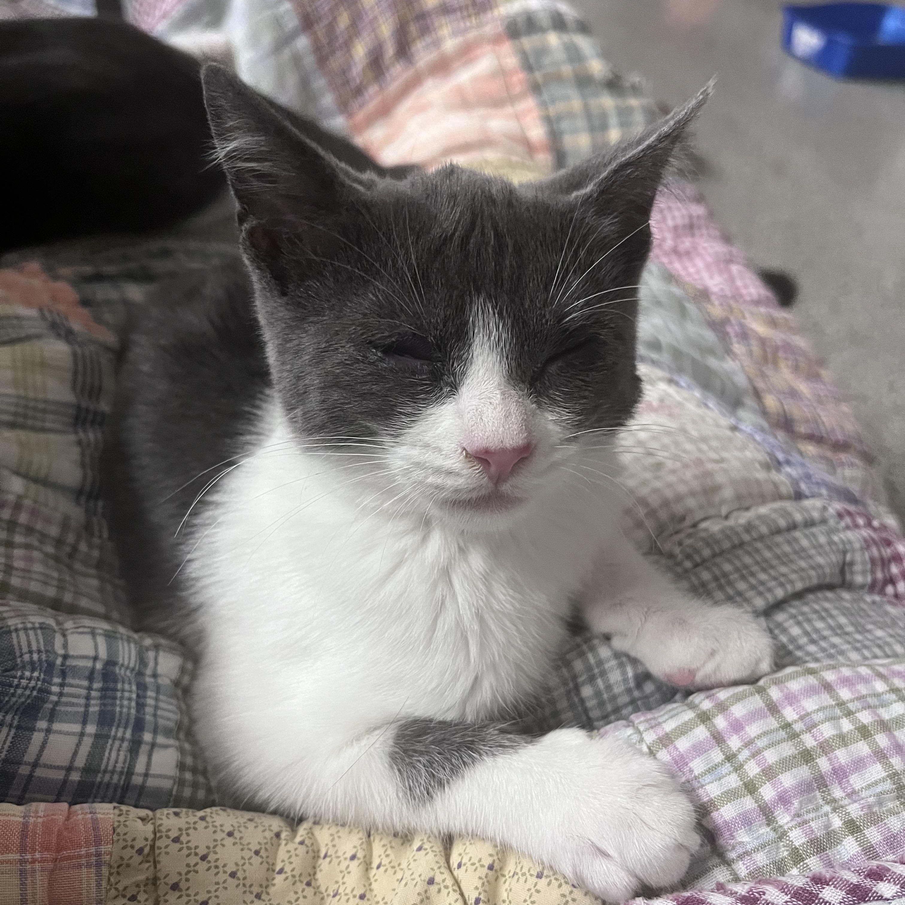 Enlarge Anchovy, a Adoptable mixed breed in Xenia, OH image 5/5
