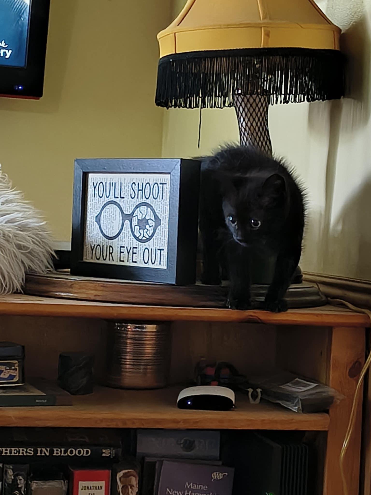 Shasta, Adoptable, Young Male Domestic Short Hair.