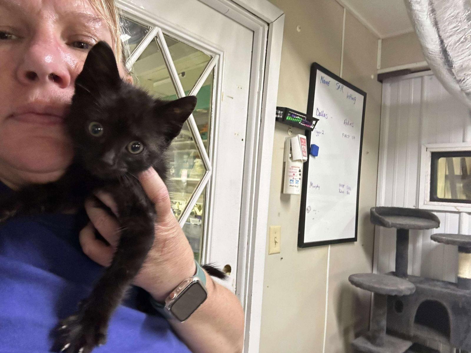 Shasta, a Adoptable Domestic Short Hair in Stover, MO image 2/3