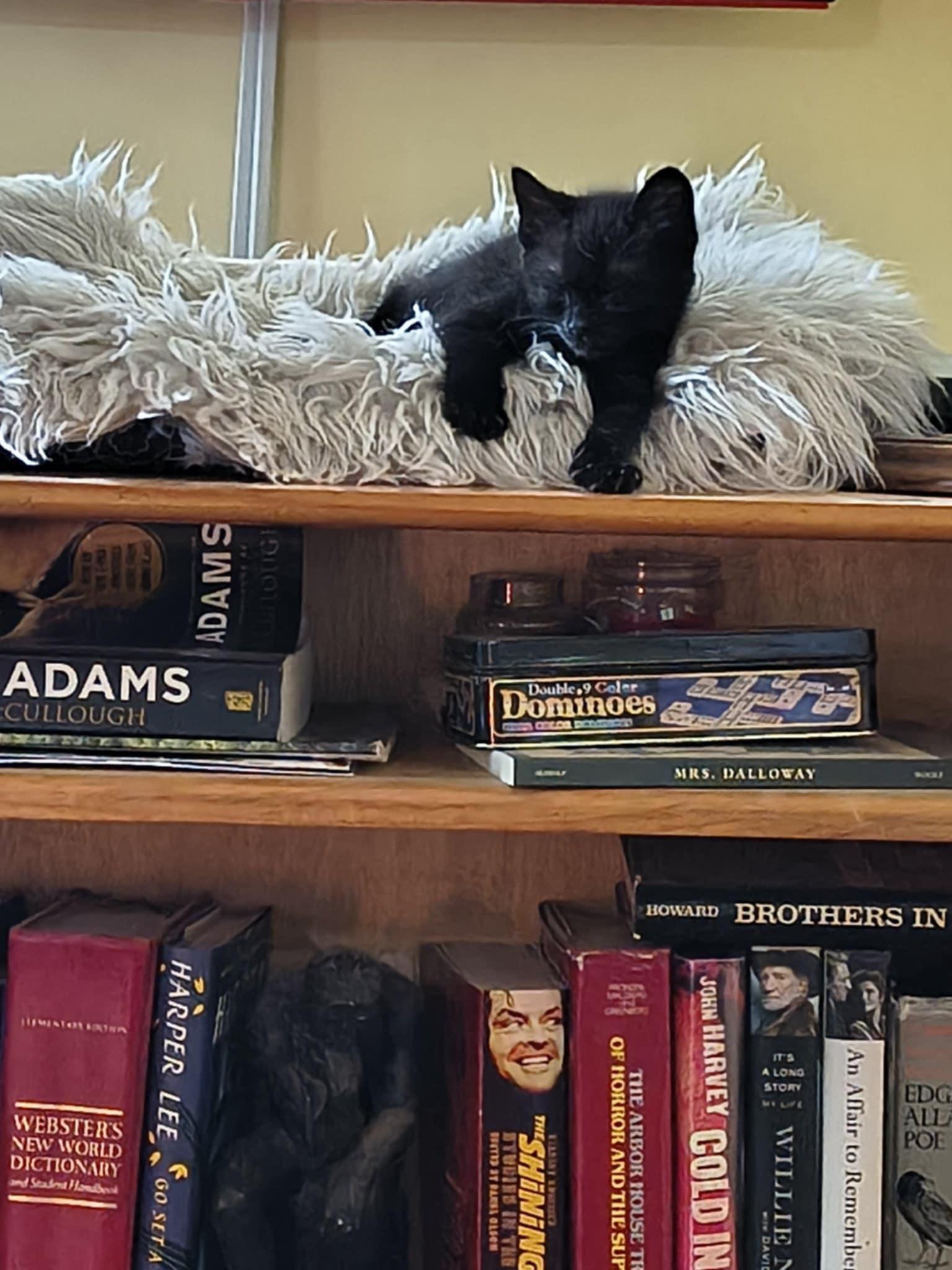 Shasta, a Adoptable Domestic Short Hair in Stover, MO image 3/3