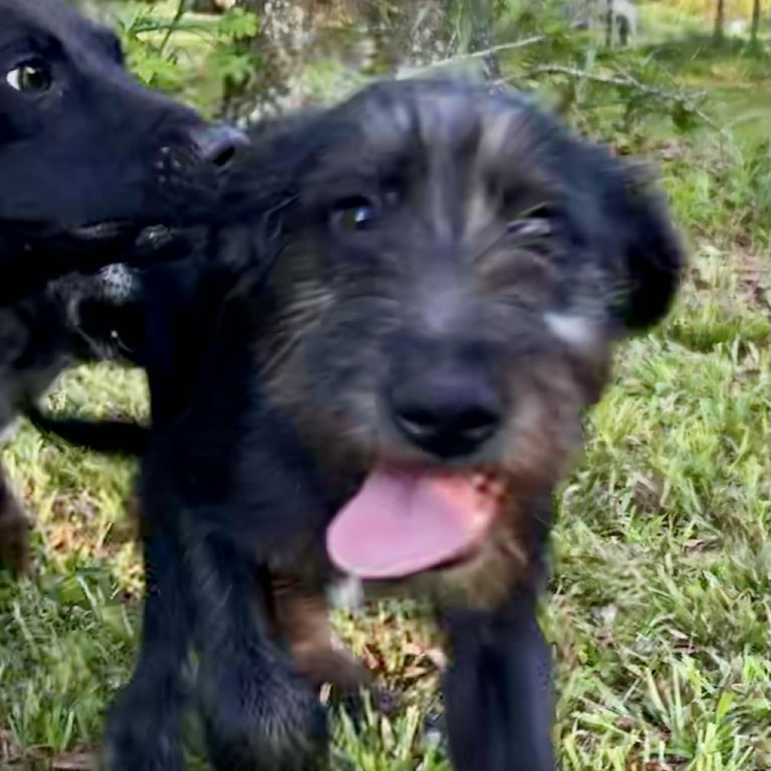 Enlarge Pixie , a ADOPTABLE mixed breed in Avon, CT image 5/6