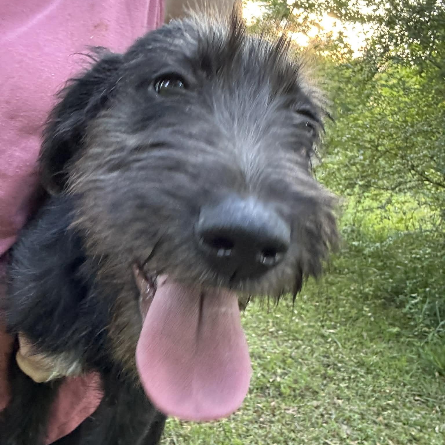 Enlarge Pixie , a ADOPTABLE mixed breed in Avon, CT image 4/6