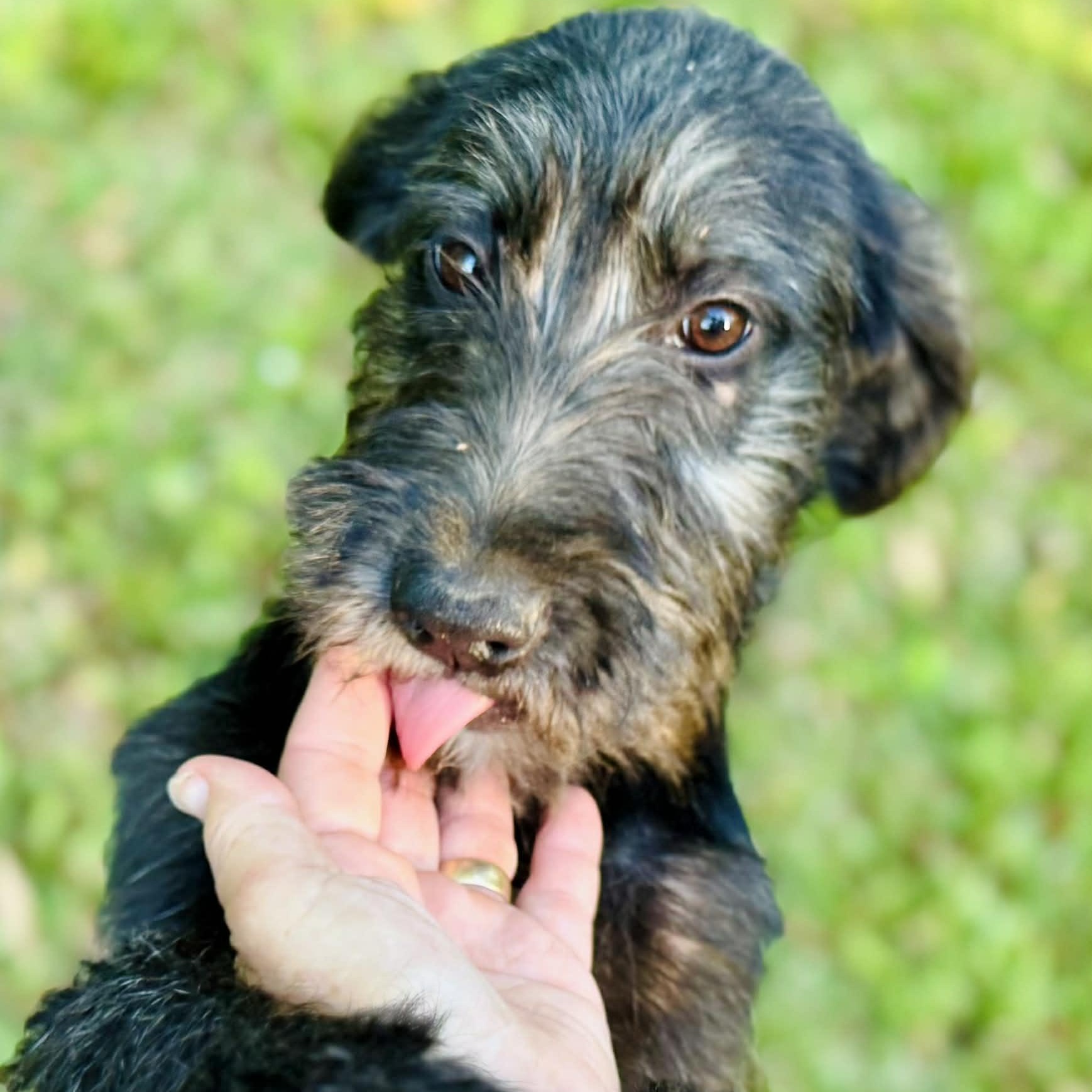 Enlarge Pixie , a ADOPTABLE mixed breed in Avon, CT image 3/6