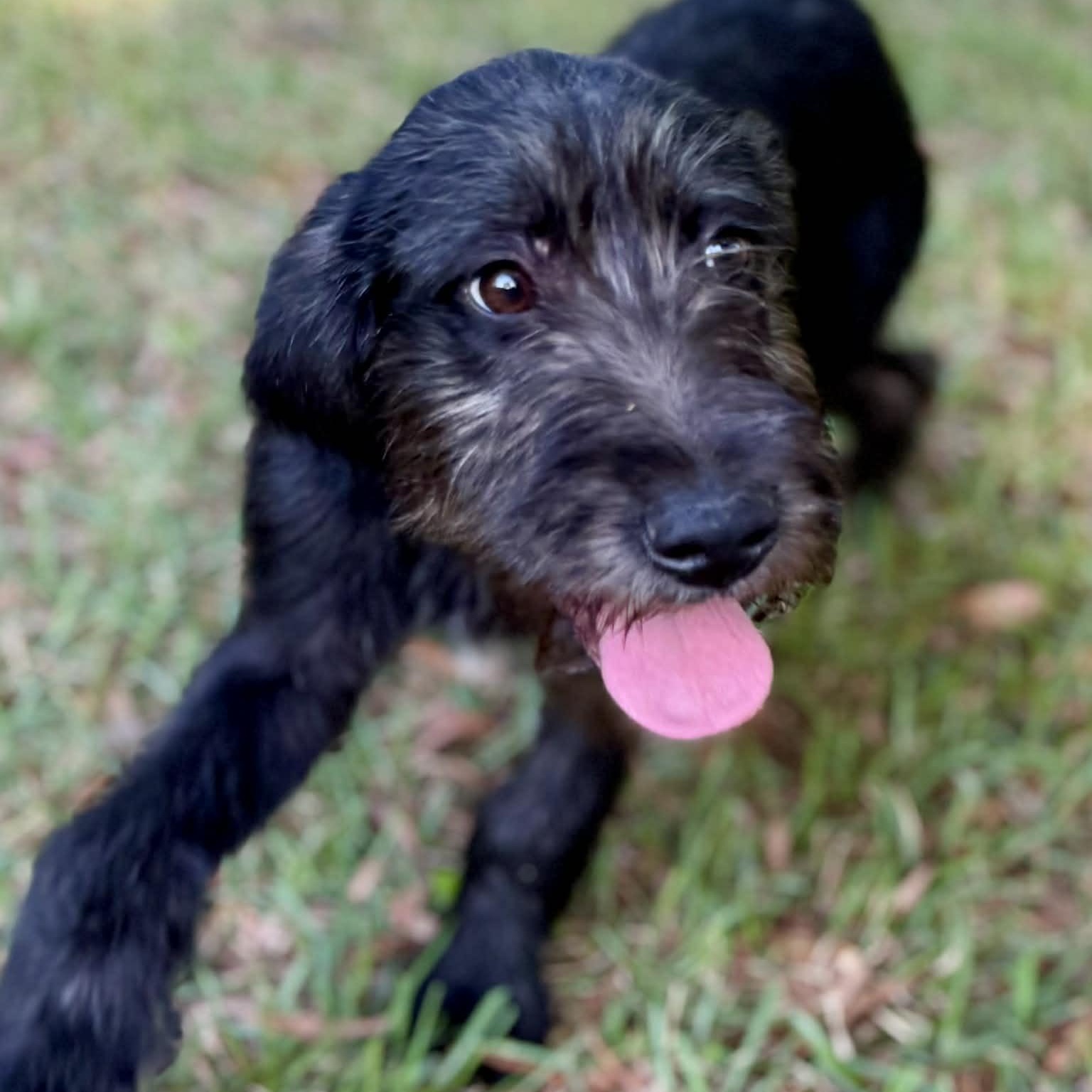 Enlarge Pixie , a ADOPTABLE mixed breed in Avon, CT image 1/6