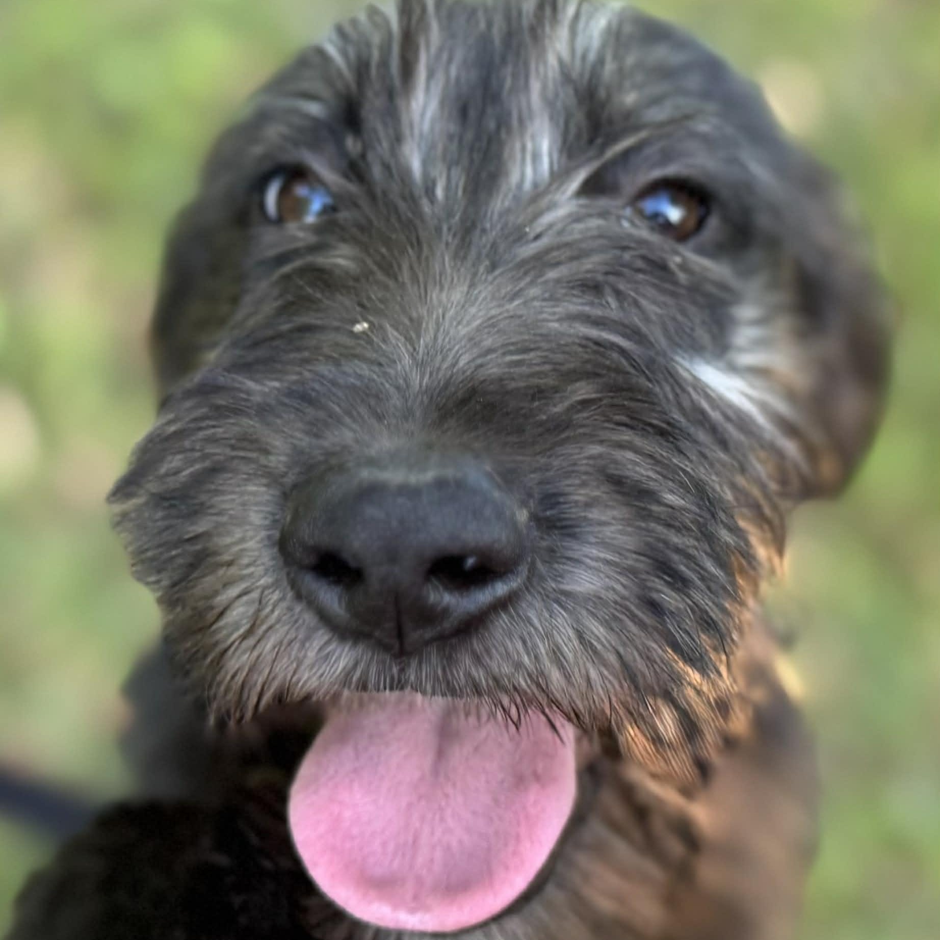 Enlarge Pixie , a ADOPTABLE mixed breed in Avon, CT image 2/6