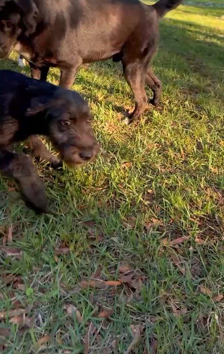 Enlarge Pixie , a ADOPTABLE mixed breed in Avon, CT video 6/6