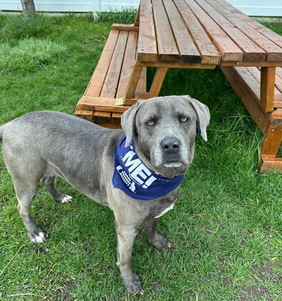 Enlarge Olive, a Adoptable mixed breed in Logan, UT image 1/1