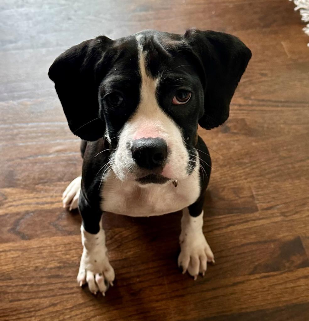 Gumby, Adoptable, Puppy Male Basset Hound & Beagle.