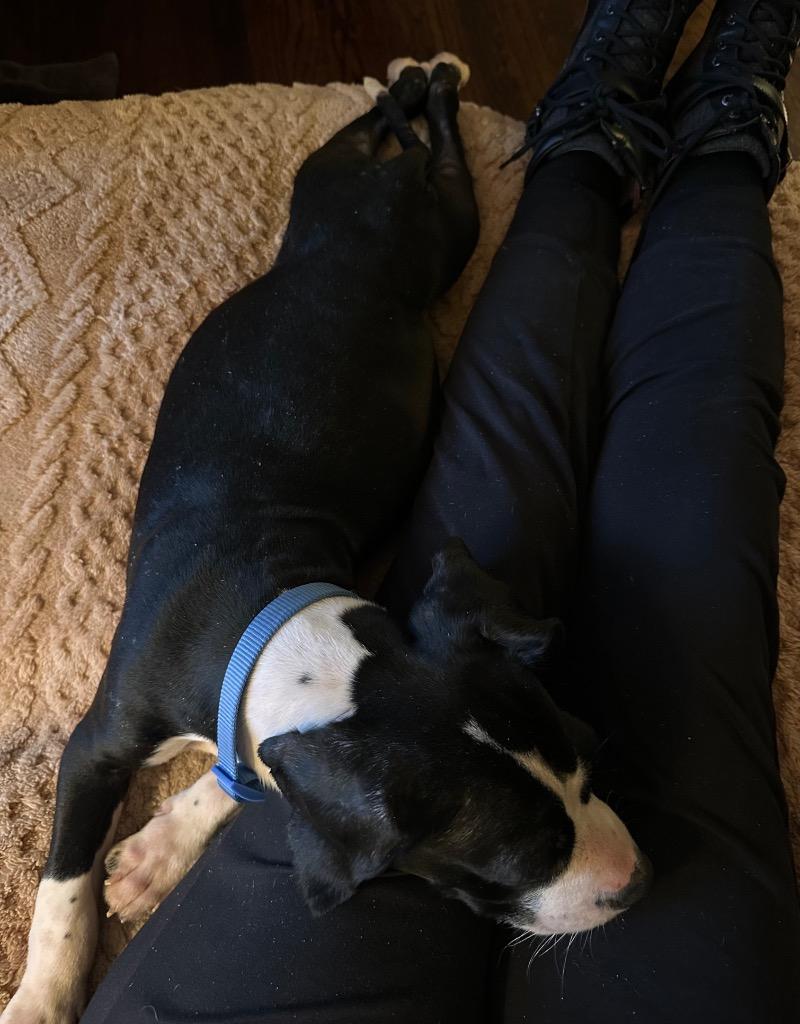 Gumby, Adoptable, Puppy Male Basset Hound & Beagle.