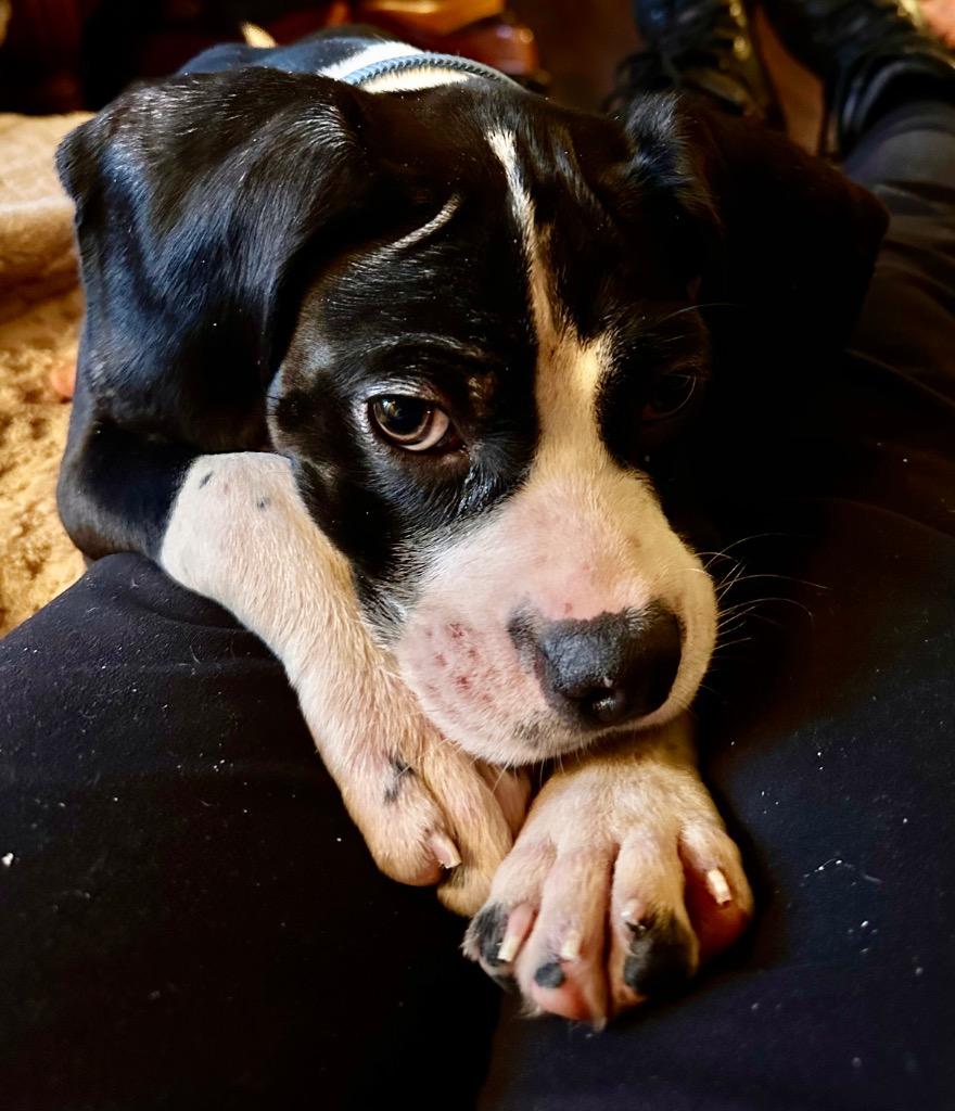 Enlarge Gumby, a Adoptable mixed breed in Newnan, GA image 2/2