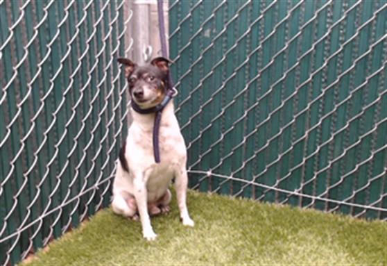 Enlarge MOO, a Adoptable Chihuahua in Downey, CA image 1/1