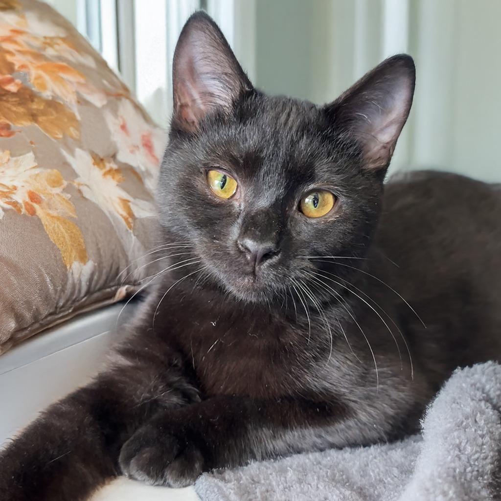 Holly, a Adoptable Domestic Short Hair in Chapel Hill, NC image 2/4